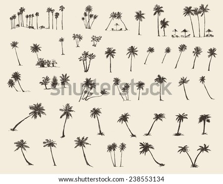Vector illustrations silhouette of palm trees, hand drawn, sketch, forty pieces.