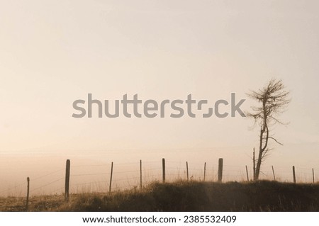 Lonely tree in the meadow in a misty morning