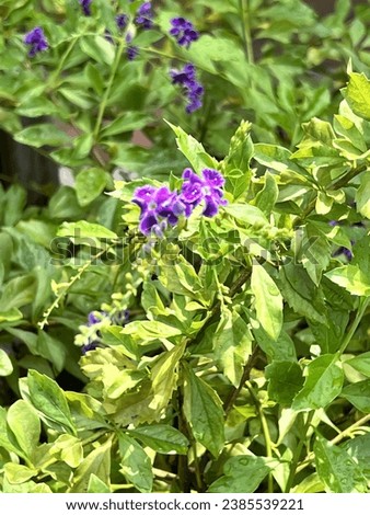 a small plant with purple flowers in the background.