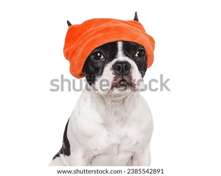 Cute puppy and a red knitted hat. Isolated background. Close-up, indoors. Studio shot. Day light. Beauty and fashion. Concept of care, education, training and raising pets