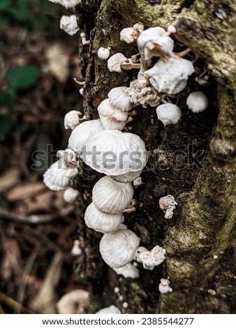 marasmiellus sp. fungi growing image.  white mushroom. edible wild fungi growing in the forest. delicious taste of marasmiellus mushroom. 