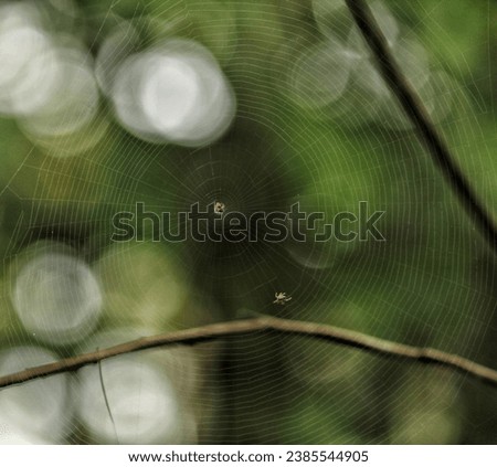 spider making spider web in forest