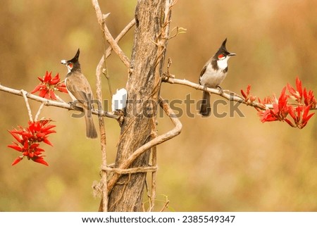 Pair of red whiskered bulbul , Pycnonotus jocosus, or crested bulbul, is a passerine birds are sitting on the branch of the tree found in Asia. It is a member of the bulbul family. 
