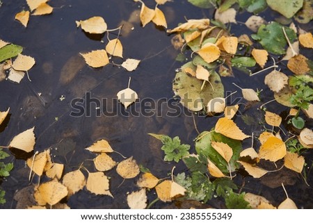 Fallen leaves frozen in a pond.