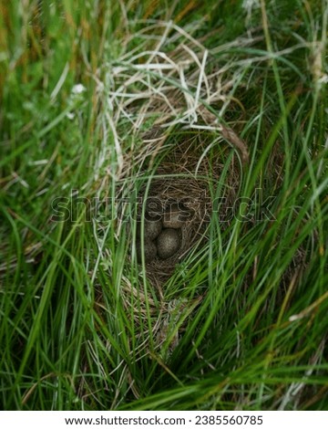 Skylark nest in long grass on moorland, clutch of four eggs, summer, alauda arvensis Royalty-Free Stock Photo #2385560785