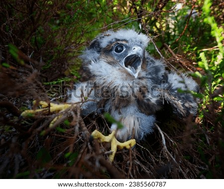 Merlin chick at 20-25 days old, part feathered, sitting in heather near nest, summer, falco columbarius, image taken under schedule 1 licence as part of nest recording Royalty-Free Stock Photo #2385560787