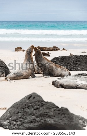 Close-up of Sea Lions Playing on the Beach
