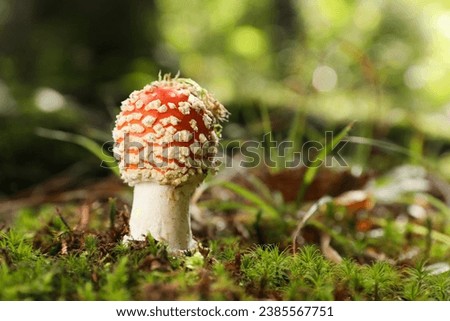 One poisonous mushroom growing in forest, closeup. Space for text
