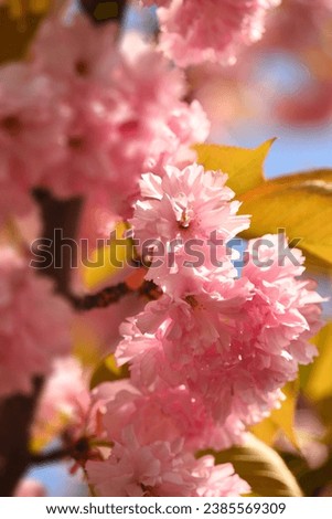 Beautiful spring flovers blossoming in nature