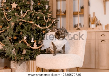 Happy New Year, Christmas holidays and celebration. French Bulldog Dog breed