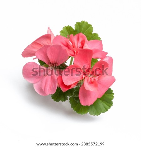 Pink geranium flower blossoms with green leaves isolated on white background, geranium flower template concept. Close up view