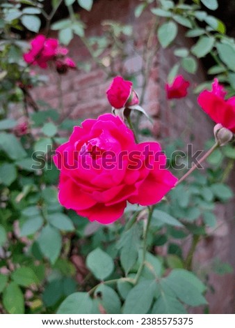 Very Beautiful Flower Amazing Rose View 
