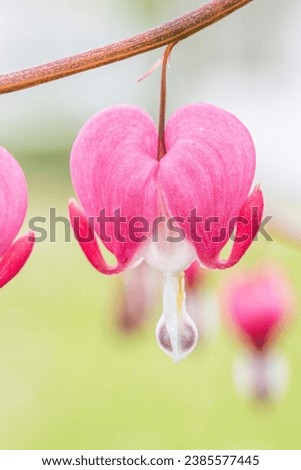 Close up of pink Dicentra spectabilis (Lamprocapnos and white bleeding heart flower in bloom.