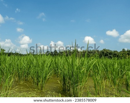 Picture of rice plants in front and blue sky.