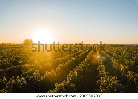 vineyard landscape. Burgundy vineyard. Vines in France. Wine production. Sunrise over vineyards. The future of wine. Viticulture Royalty-Free Stock Photo #2385582093