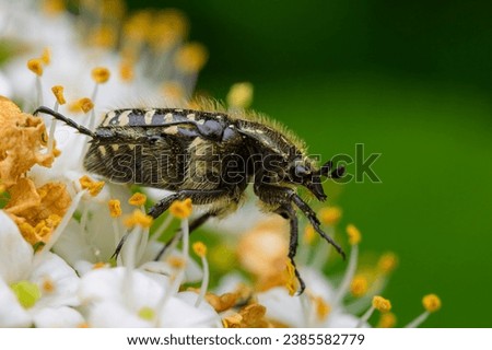 A White Spotted Rose Beetle (Oxythyrea funesta) sitting on a flower, sunny day in summer, Vienna (Austria) Royalty-Free Stock Photo #2385582779