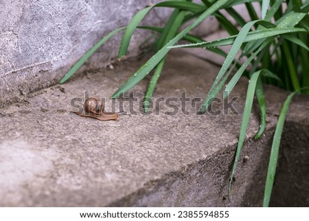 The picture depicts a grape snail crawling on the ground. Its large, coiled shell has earthy tones. The snail stands out against the background of the soil due to its elongated, silky body, which can