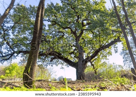 A beautiful amazing old oak tree