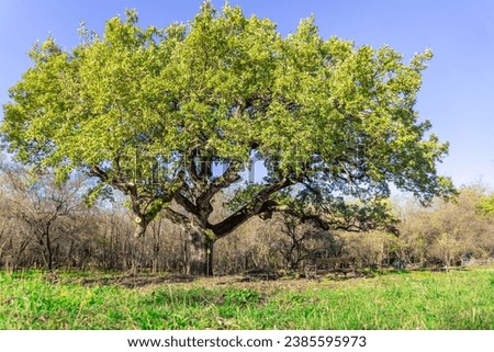 A beautiful amazing old oak tree