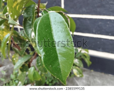 Green banyan leaf. Closeup photo. Planted in a pot