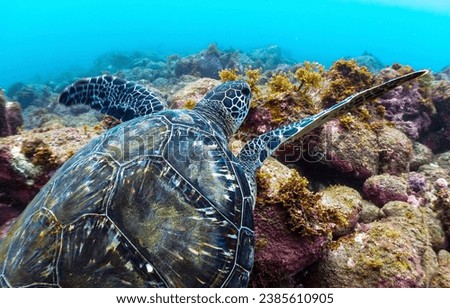 Sea turtle in the underwater world. Underwater sea turtle. Sea turtle underwater. Sea turtle undersea