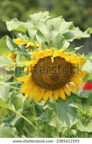 Picture of a yellow sunflower with blurred background. Amazing, beautiful picture. Under sun bright sunny day. Harvest time.