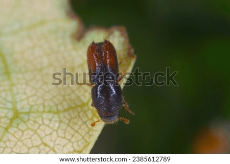 Six toothed spruce bark beetle (Pityogenes chalcographus), Scolytidae, Scolytinae. Royalty-Free Stock Photo #2385612789