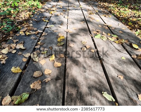 Path made of parquet boards with autumn green and yellow leaves. Background, texture, place for text, frame, copy space and location for photo shooting