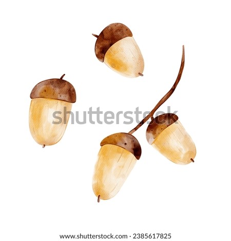 Set of natural acorn. Digital wallpaper design