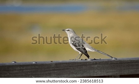         Northern Mockingbird perched on a wooden railing in the bright morning sunlight at Shelter Cove Park on Hilton Head Island.                       