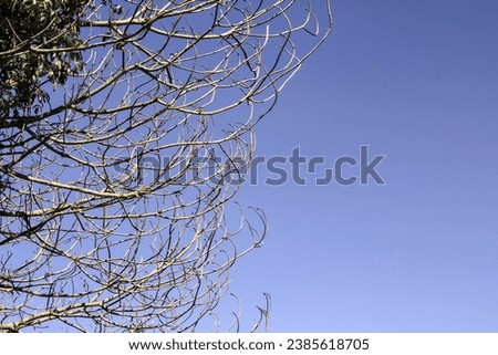 Low angle view of the bare trees in the winter. Tree trunk and nature scene.