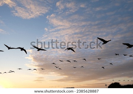 Birds flying in the sky at sunset