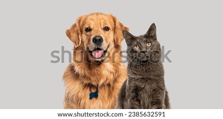 Happy panting Golden retriever dog and blue Maine Coon cat looking at camera, Isolated on grey Royalty-Free Stock Photo #2385632591