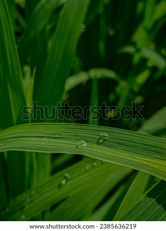 beautiful green leaves with water on them