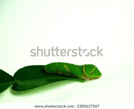 Big green caterpillar on kaffir lime leaf, isolated white background.