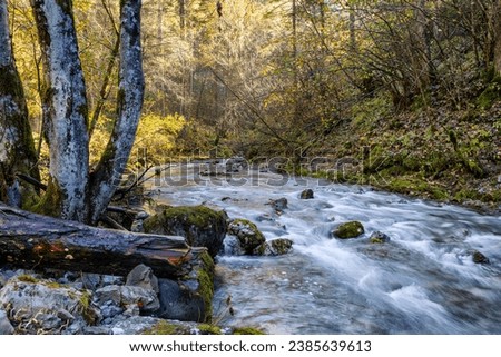 Fall colors in Carnia region. Beautiful Italian mountain landscape with a brook flowing through a lush forest. Friuli Venezia Giulia nature, Udine province, Italy. Royalty-Free Stock Photo #2385639613