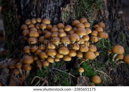Sulfur tuft mushrooms in the forest growing in Autumn time in the Netherlands, province Drenthe nearby Ruinen Royalty-Free Stock Photo #2385651175