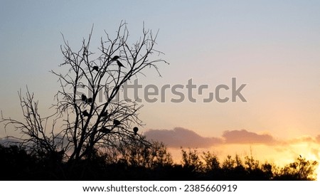 Silhouette of big flamingo birds on tree branches at orange sunrise