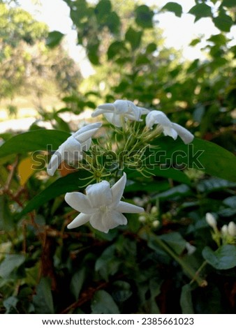 The fragrance of jasmine flowers