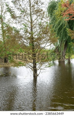Trees standing in water due to flooding in an area below sea level in western Netherlands