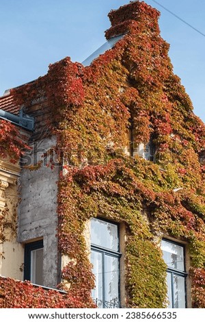 Wall covered in red ivy autumn leaves. Red, yellow and green autumn leaves on the wall, background. Red leaves of maiden grapes, autumn colors. Wall of old house or mansion is overgrown with ivy. 