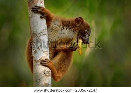 Wildlife Madagascar. Eulemur rubriventer, Red-bellied lemur, Akanin’ ny nofy, Madagascar. Small brown monkey in the nature habitat, wide angle lens with forest habitat.