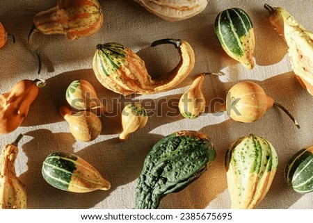 Decorative pumpkins on table rough cloth background. Stylish aesthetic autumn still life, Halloween and Thanksgiving holiday content. Natural autumnal seasonal plants, hard light, trend food pattern