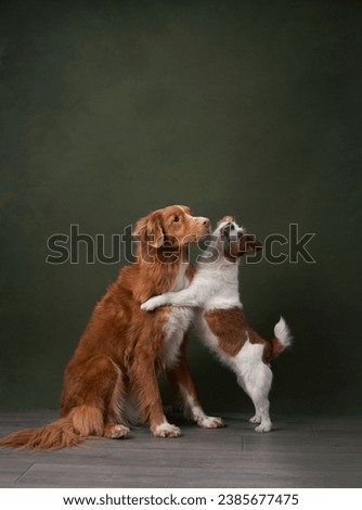 A Nova Scotia Duck Tolling Retriever and Jack Russell Terrier share a playful moment in a studio. The two dogs, engaging in a friendly dance, are perfectly illuminated against the green backdrop