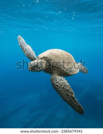 A turtle swims at Mala Wharf on Maui, Hawaii. 