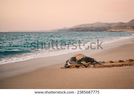 Huge Green Turtle heading back to ocean after having laid eggs on beach. Unique hatching place in Ras Al Jinz, Sultanate of Oman.
 Royalty-Free Stock Photo #2385687775
