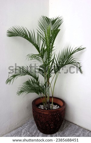 Kentia Palm Tree in brown pots. Houseplant isolated on white background Royalty-Free Stock Photo #2385688451
