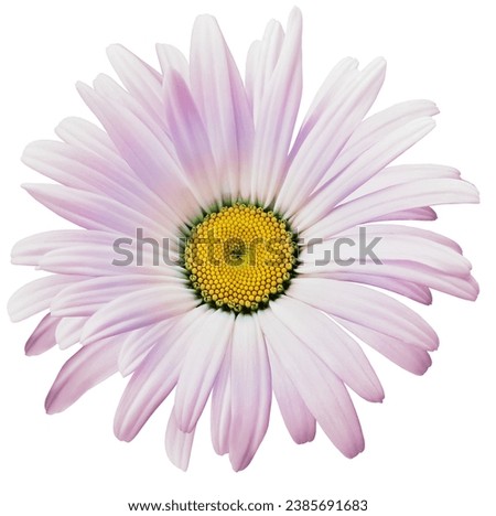 Flower  light pink  chamomile isolated  on  a white  background.  Close up.   For  design.                          