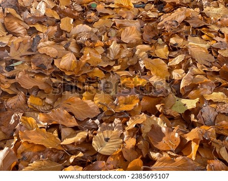 Leaves, faded leaf, autumn picture, brown background, background for a coffee shop, summer has flown by, winter is coming, time to clean up.