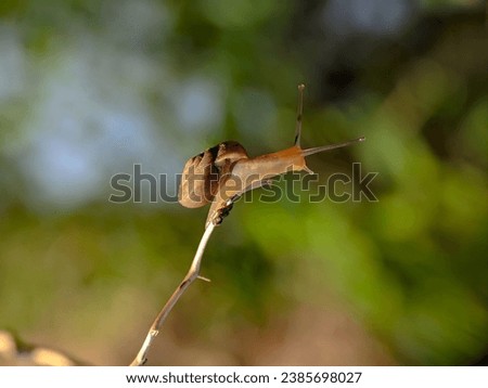 beautiful of a small snail on a branch. blurred and bokeh background. animal nature themes background.